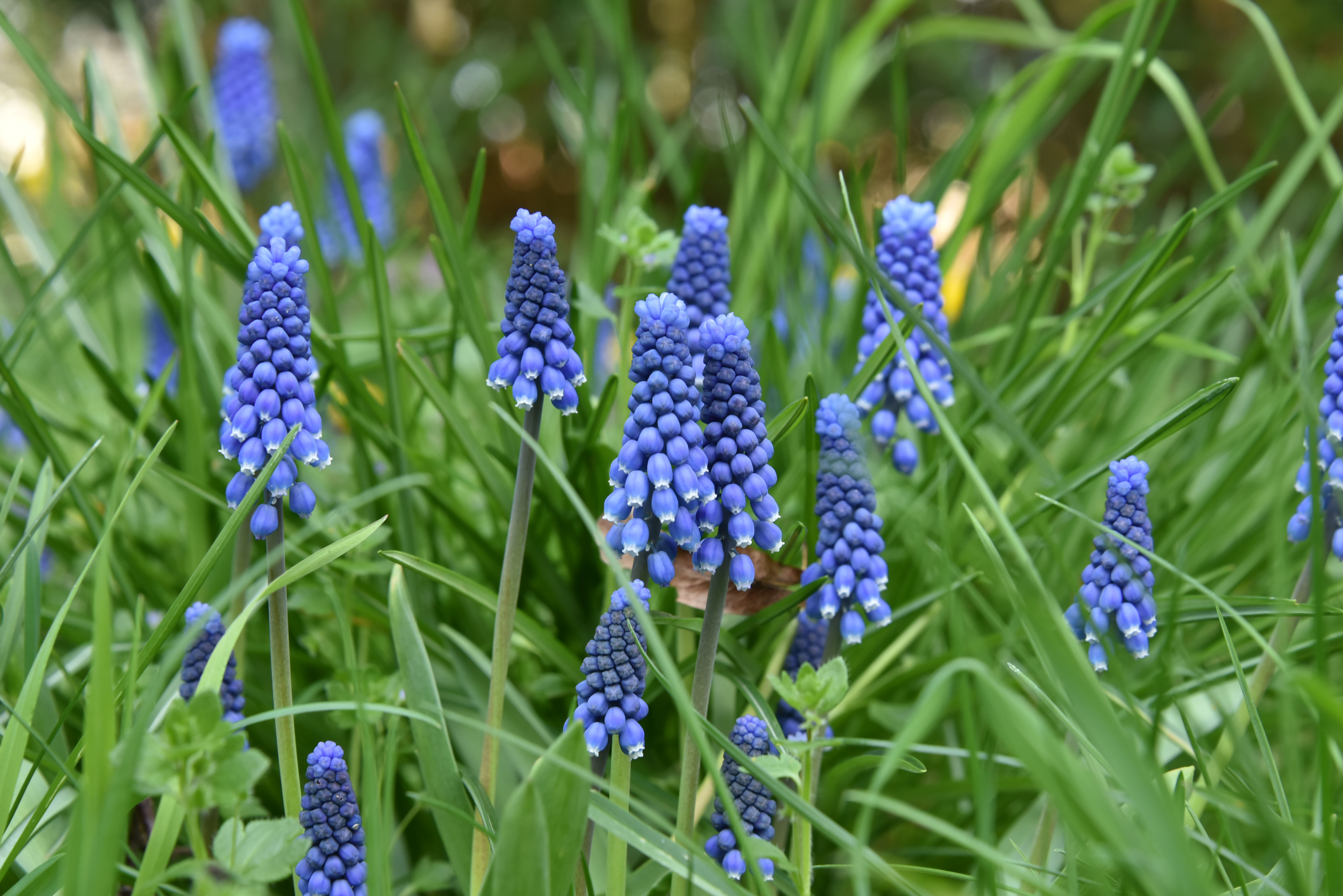 Muscari botryoides 'Superstar' bestellen